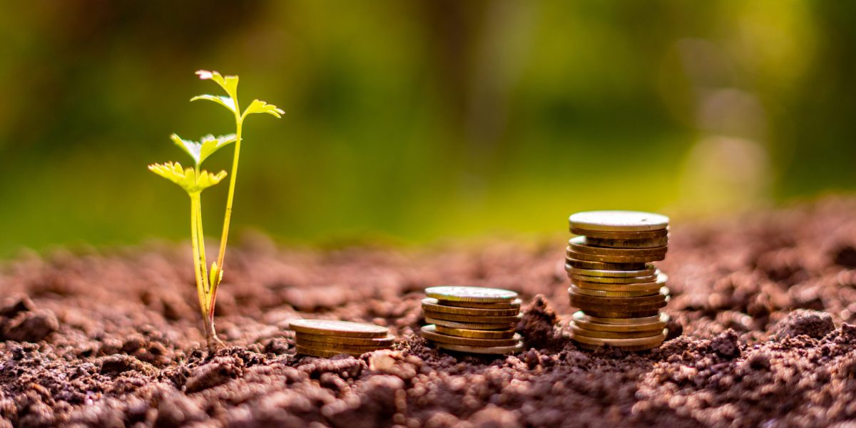 three stacks of coins in the soil near the small plant sprouts, economy and money concept